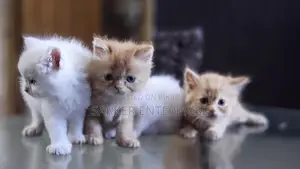 Cute Persian Kitten