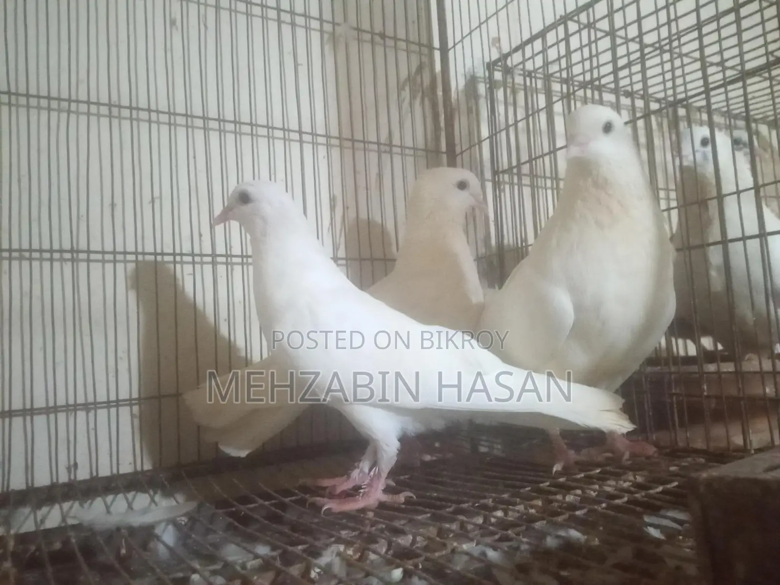 Some Adult Pigeons for Sale