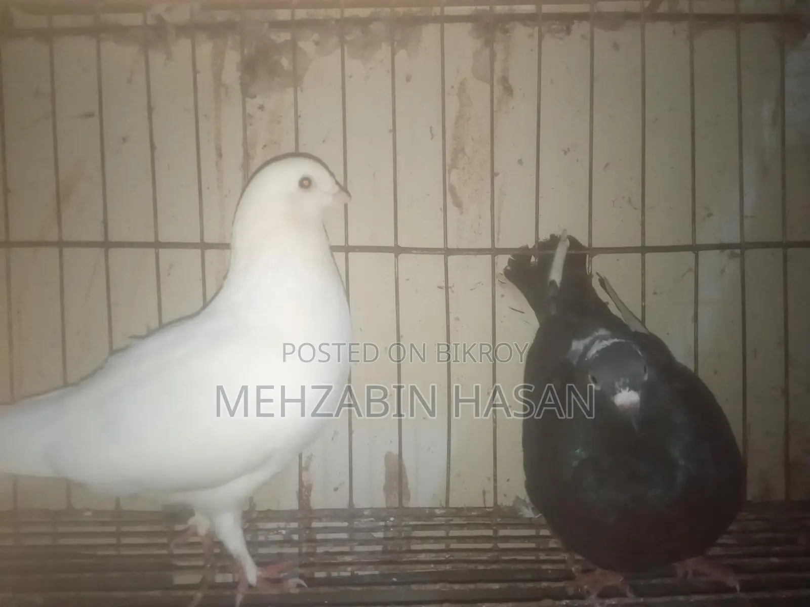 Some Adult Pigeons for Sale