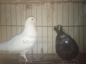 Some Adult Pigeons for Sale