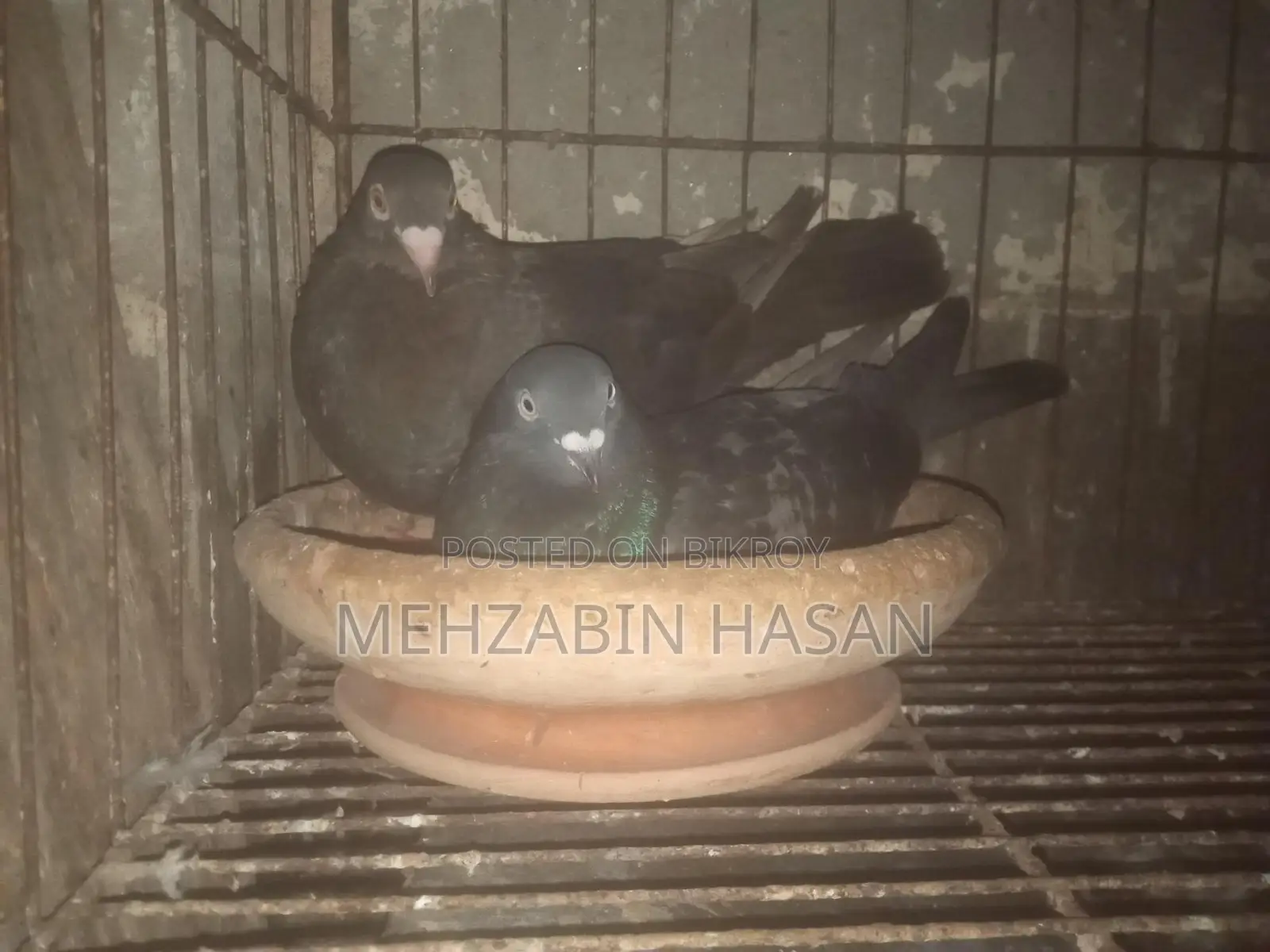 Some Adult Pigeons for Sale