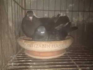 Some Adult Pigeons for Sale