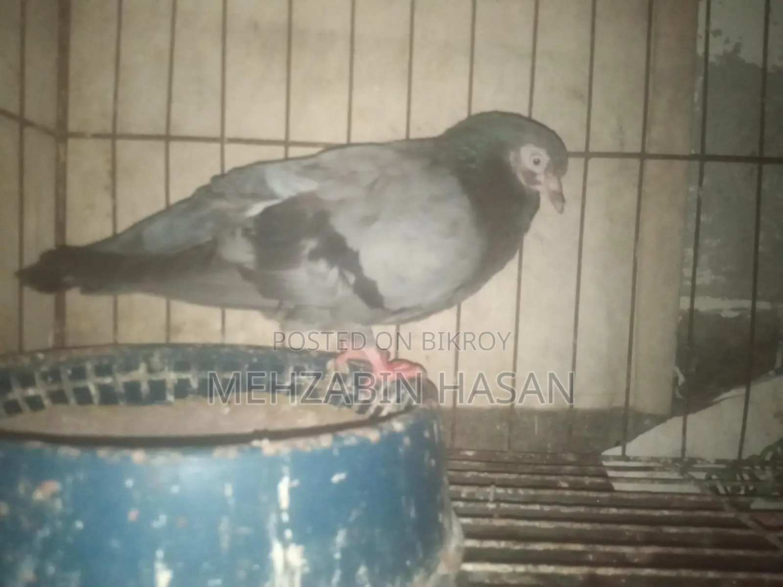Some Adult Pigeons for Sale