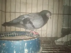 Some Adult Pigeons for Sale