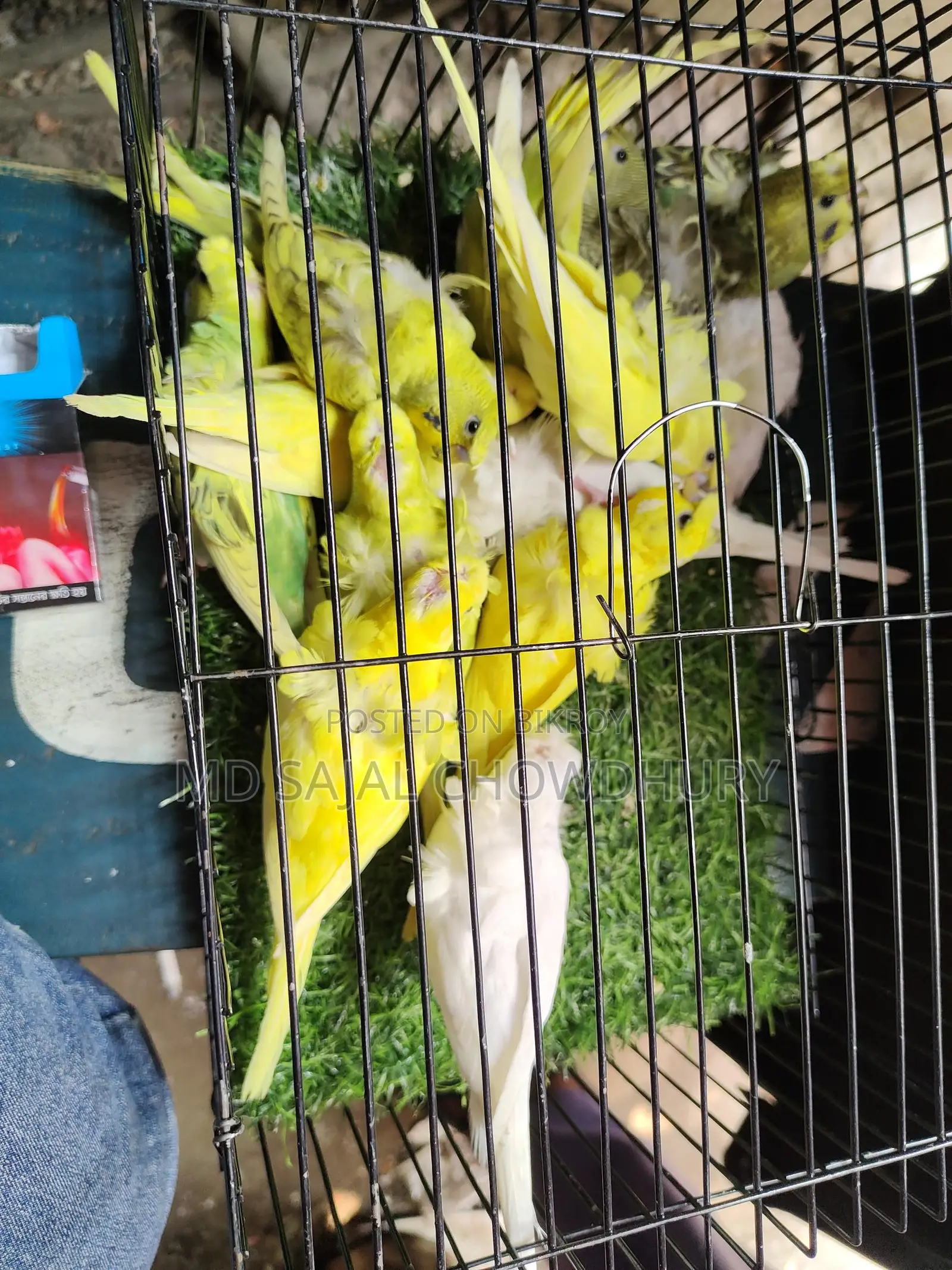 Double Flower Japanese Budgie Running, Lutino-Albino-Spangle Pair