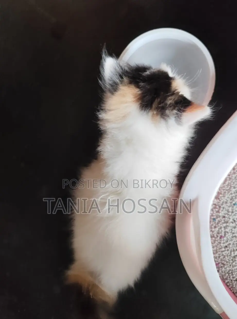 পার্শিয়ান বিড়ালের বাচ্চা