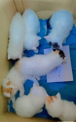 পার্শিয়ান বিড়ালের বাচ্চা