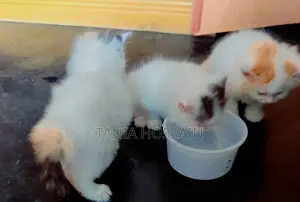 পার্শিয়ান বিড়ালের বাচ্চা
