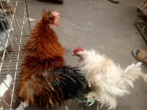Frizzle Rooster