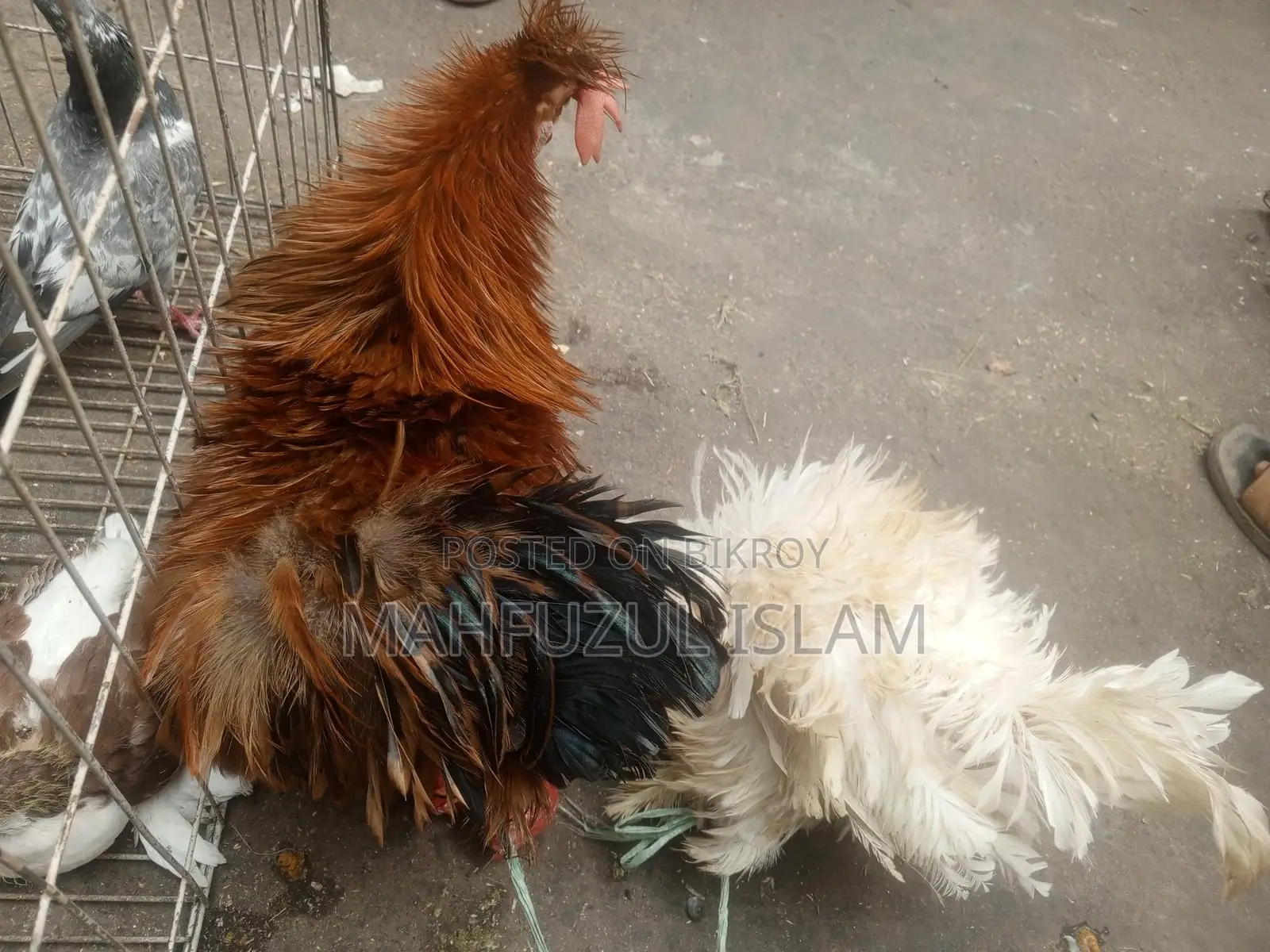 Frizzle Rooster