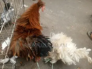 Frizzle Rooster