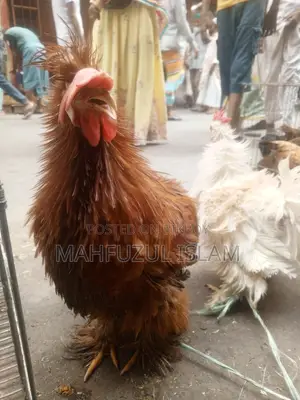 Frizzle Rooster