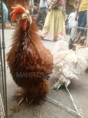 Frizzle Rooster