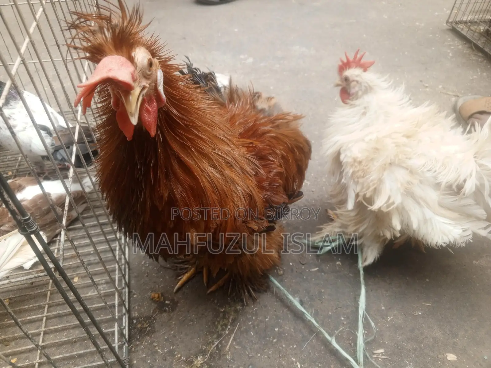Frizzle Rooster