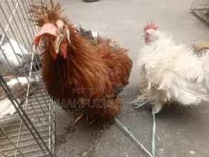 Frizzle Rooster