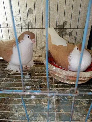 Siraji Pigeon Running Pair
