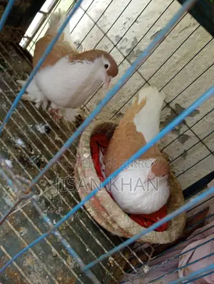 Siraji Pigeon Running Pair
