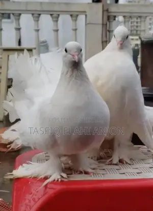 আমেরিকান ফেন্টাইল