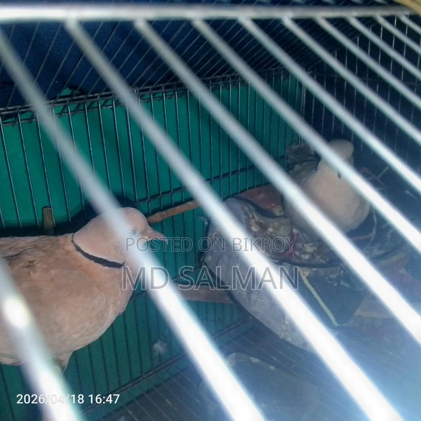 Dove Birds