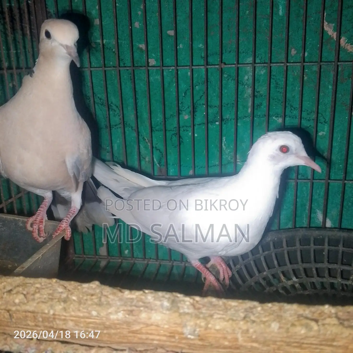 Dove Birds