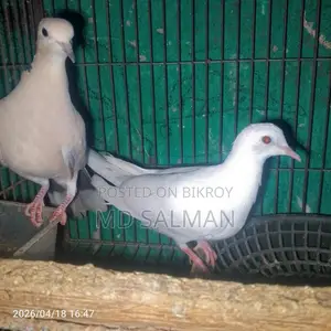Dove Birds