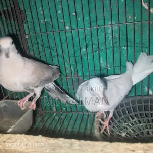Dove Birds