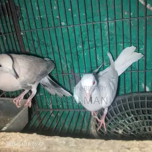 Dove Birds