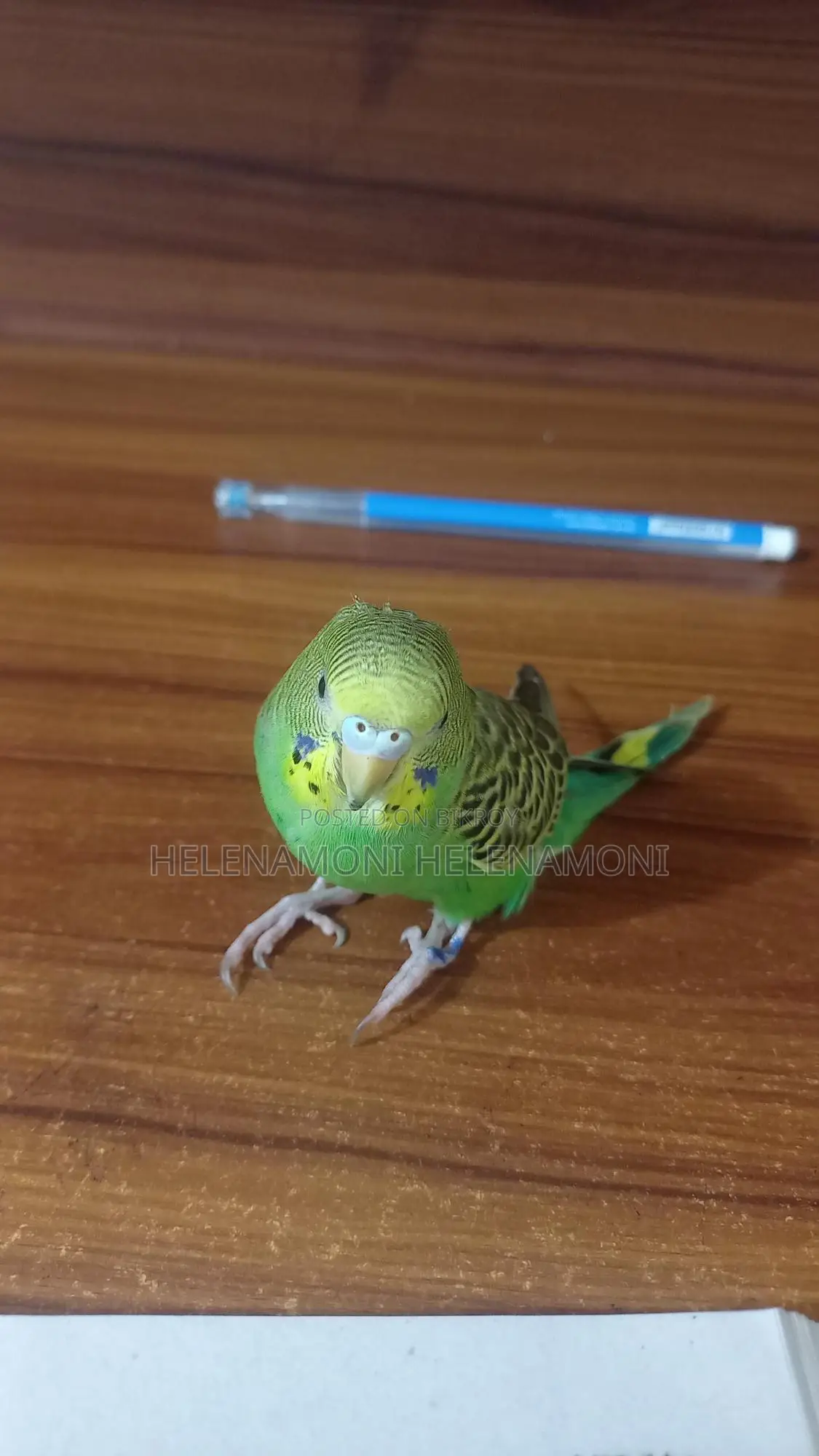 আমার পাখিটি অনেকভালো ও সুন্দর