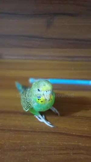আমার পাখিটি অনেকভালো ও সুন্দর