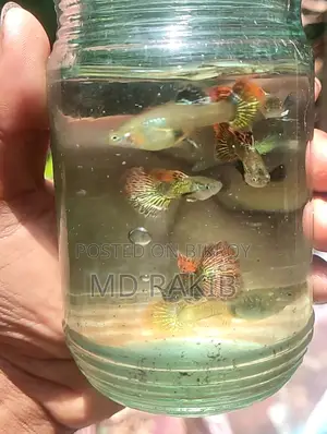 Red Dragon Guppy