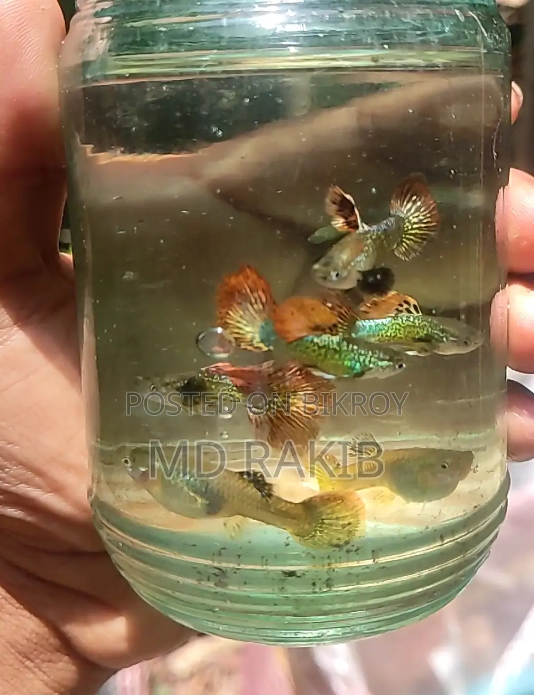 Red Dragon Guppy