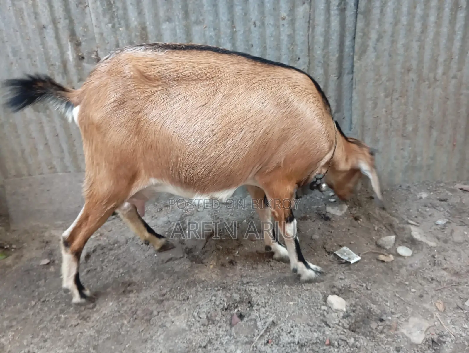 ২টা ছাগল বিক্রি হবে