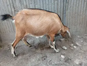 ২টা ছাগল বিক্রি হবে