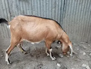 ২টা ছাগল বিক্রি হবে