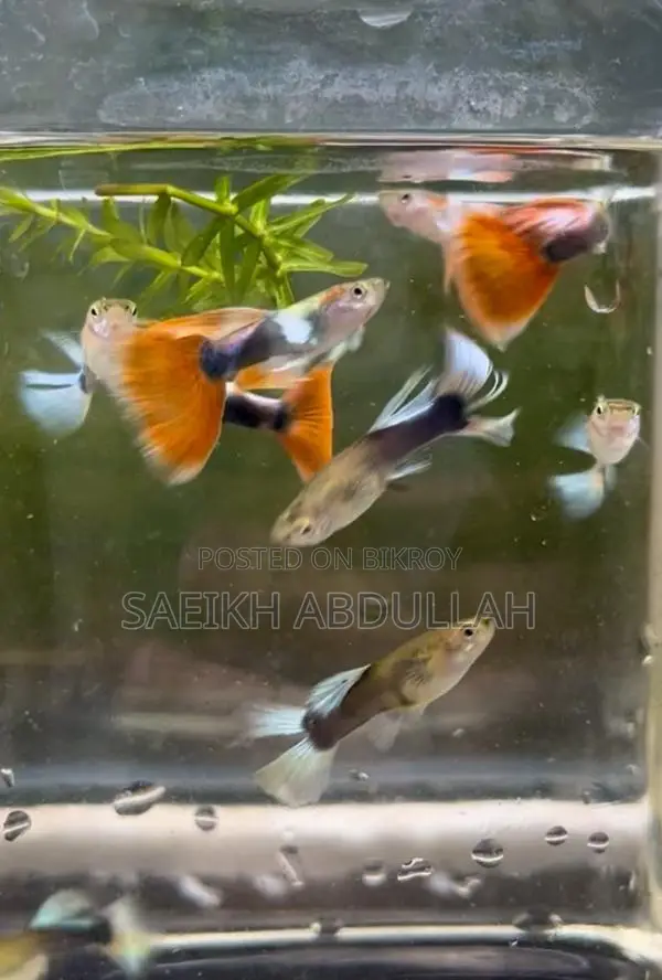 Santa Claus guppy fish pair