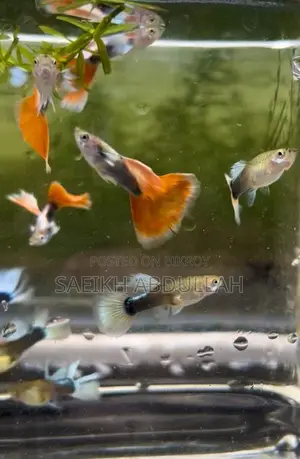 Santa Claus guppy fish pair