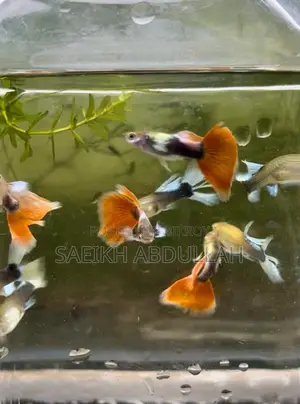Santa Claus guppy fish pair