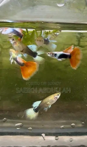 Santa Claus guppy fish pair