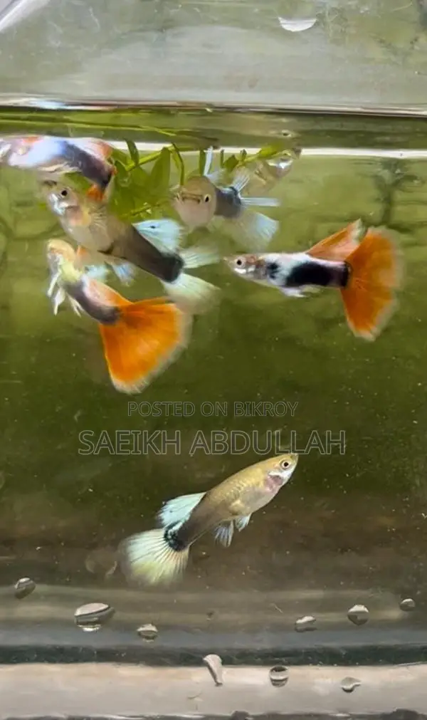 Santa Claus guppy fish pair