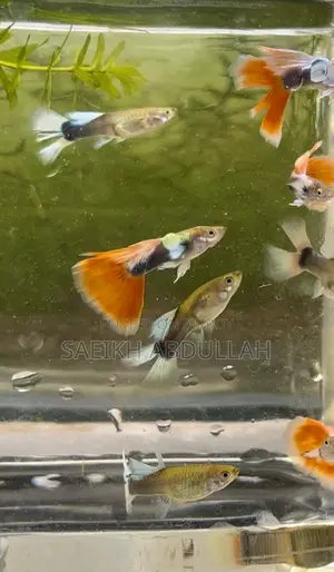 Santa Claus guppy fish pair