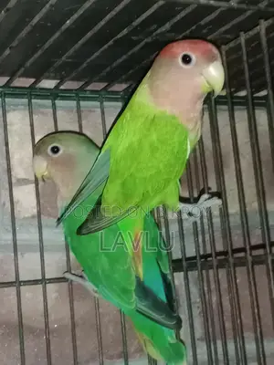 Lovebirds