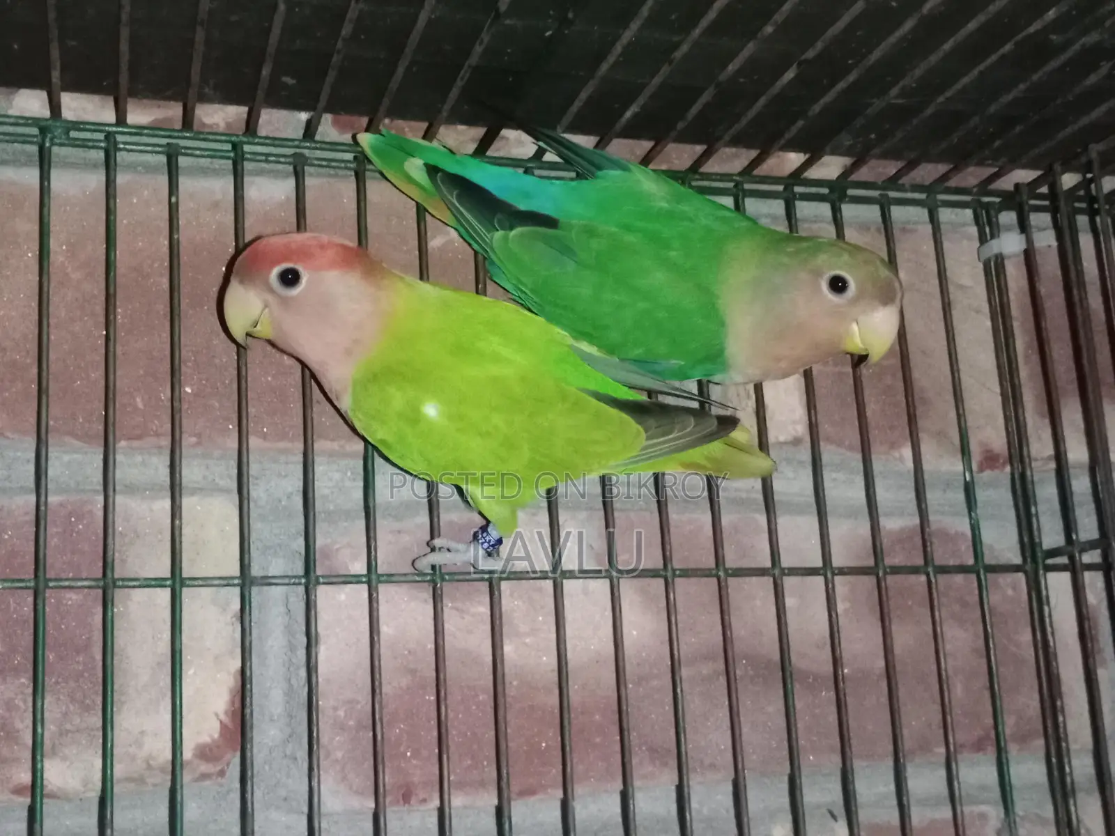 Lovebirds