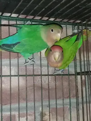 Lovebirds