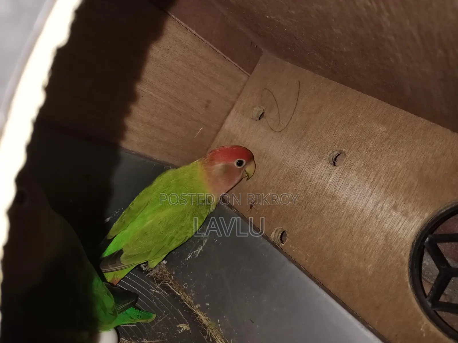 Lovebirds