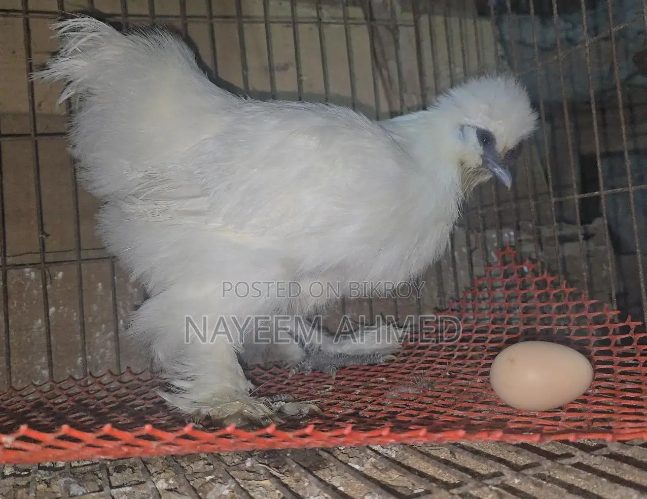 Sultan,silky & buf sebrait female