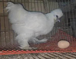 Sultan,silky & buf sebrait female