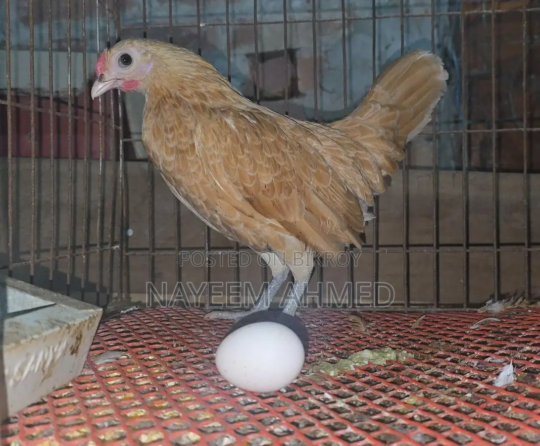 Sultan,silky & buf sebrait female
