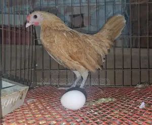 Sultan,silky & buf sebrait female