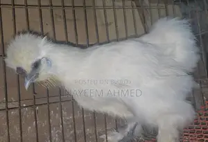 Sultan,silky & buf sebrait female