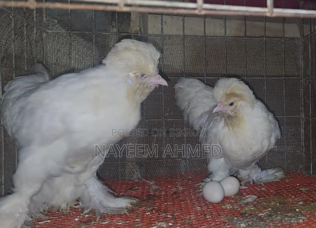Sultan,silky & buf sebrait female
